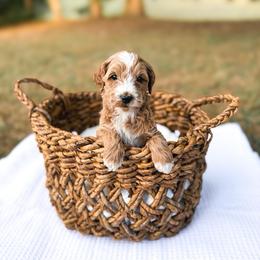 Gaillee - Apricot male Goldendoodle puppy in Russell Springs, Kentucky from Milk & Honey Doodles
