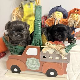 Shih Tzu puppies from Sherry Whiteside's Shih Tzus