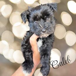 Caleb gorgeous ESA lines Ready Aug 24 - Black male Miniature Schnauzer puppy in Temple, Texas from Schnauzers Of Taylor