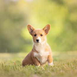 Pink Collar- Cheddar - Sable female Pembroke Welsh Corgi puppy in Waverly Hall, Georgia from 6g Ranch Corgis