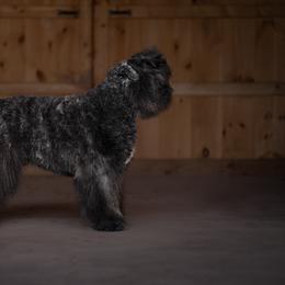 Bouvier des Flandres from Rebellious Bouvier