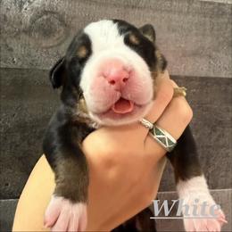 White girl - Black, white and red female Greater Swiss Mountain Dog puppy in Hockessin, Delaware from Simply Swissies
