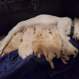 Shiba Inu Puppies from The Springs Shibas