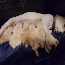 Shiba Inu Puppies from The Springs Shibas