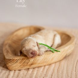 Lily - Cream Goldendoodle puppy in Lusby, Maryland from C&C Goldendoodles
