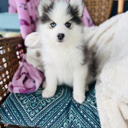 Honey Bunny - Blue female Pomsky puppy in Yavapai County, Arizona from Pawsh Pomskies