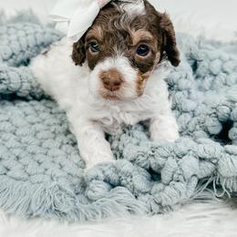 Twix - Brown white and tan female Cockapoo puppy in Otisville, Michigan from Danie’s Darling Doodles LLC