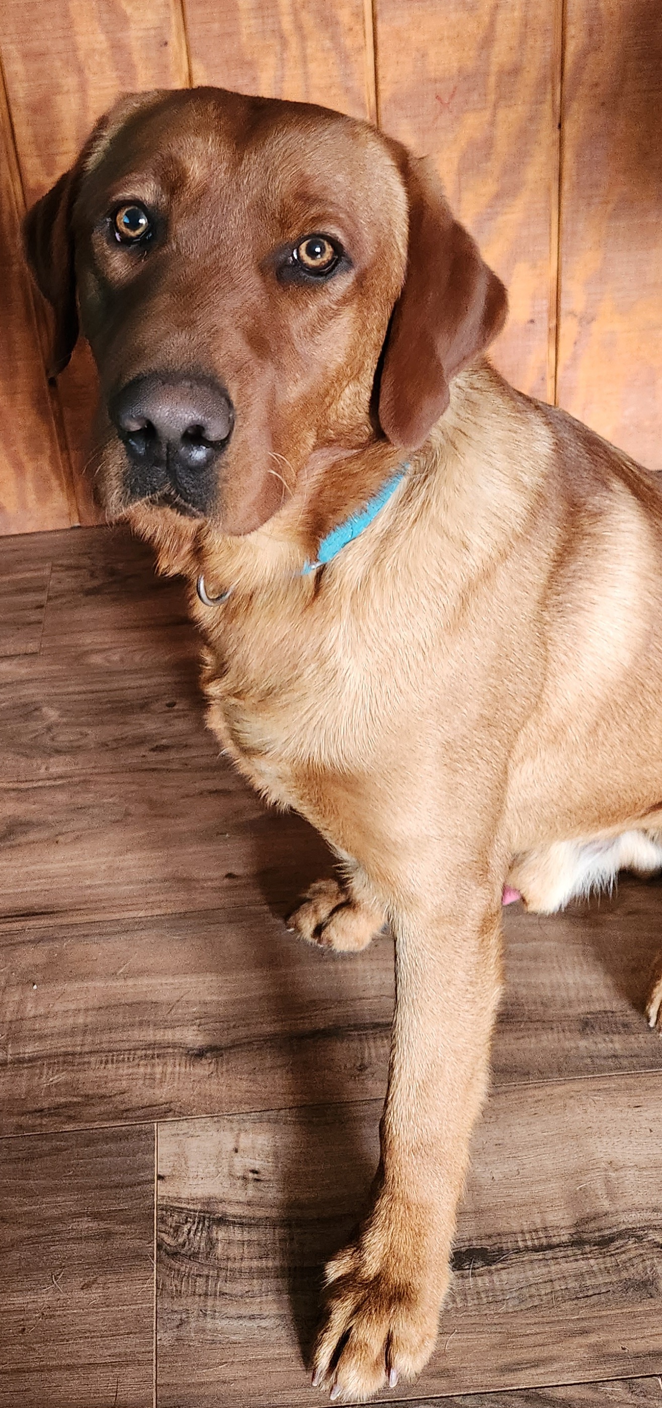 Chatt - Labrador Retriever