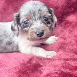 Blue and tan dapple piebald - Dapple female Dachshund puppy in Umatilla County, Oregon from Divine Dogs