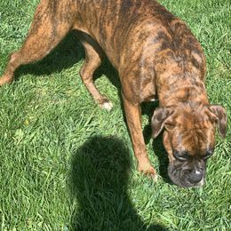 Emma - Boxer