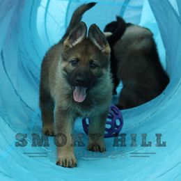 German Shepherd Puppies from Smoky Hill Shepherds