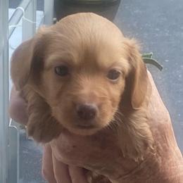 Bonnie long haired - Red female Dachshund puppy in Elizabethtown, Kentucky from Teeny Tiny Puppy Tails