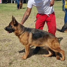 Elyf - German Shepherd