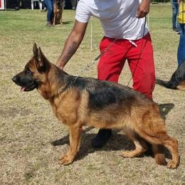 Elyf - German Shepherd
