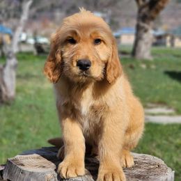 Yellow - Cream Goldendoodle puppy in Riggins, Idaho from Deep Canyon Puppies