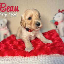 Boy 3 - male Australian Labradoodle puppy in Richmond, Kentucky from Happy Time Doodles