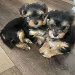 Yorkshire Terrier All Grown Up from Yorkie love