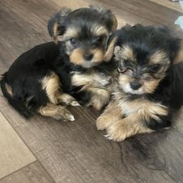Yorkshire Terrier All Grown Up from Yorkie love