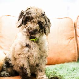 Timber - Chocolate merle male Bernedoodle puppy in Fort Collins, Colorado from Front Range Family Doodles