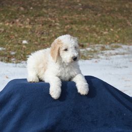 Goldendoodle Puppies from Happy Valley Doodles