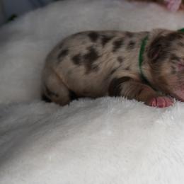 Pumba - Red merle male Australian Shepherd puppy in Cedar Hill, Tennessee from Kreger Farms