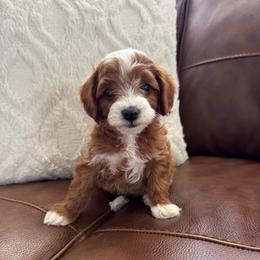 Navy - Red  male Goldendoodle puppy in Fruita Colorado, Colorado from Oodles of Teacup Doodles