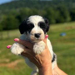 Ella Rose - Lime Green Girl - Parti female Miniature Schnauzer puppy in Oneonta, Alabama from Murphree Valley Kennels