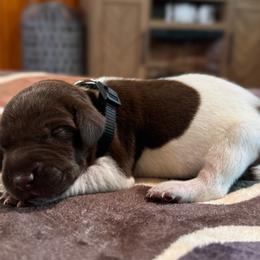 Butch - Liver and white male German Shorthaired Pointer puppy in Georgia from CMC Farms