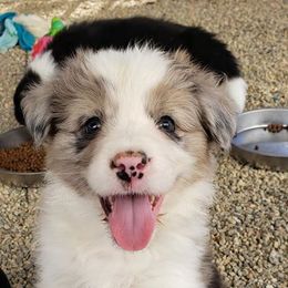 Border Collie Puppies from Balmoral Border Collies