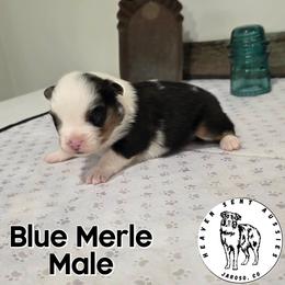 Rocket - Blue merle male Miniature Australian Shepherd puppy in Jaroso, Colorado from Heaven Sent Aussies