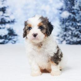 Axel - Merle male Cavapoo puppy in Apple Creek, Ohio from Grandeur Valley Puppies