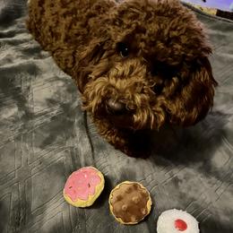 Madeleine - Poodle