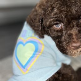 Boy 2 - Brown Poodle puppy in Atlanta, Georgia from KAI Kennels