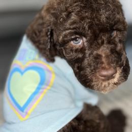Boy 2 - Brown Poodle puppy in Atlanta, Georgia from KAI Kennels
