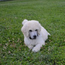 Poodle Puppies from D and D Standard Poodles