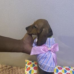 Sophie - Red female Dachshund puppy in New York, New York from Sausagedog-NYC
