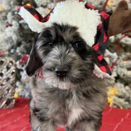 David - Merle male Goldendoodle puppy in Norman, Oklahoma from Wilson Family Companions