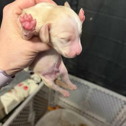 Boy AKC - Cream male Dachshund puppy in Erie, Michigan from Champagne’s Grinch Toe’d Dachshunds