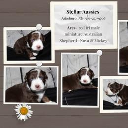 Ares - Red tri male Miniature Australian Shepherd puppy in Asheboro, North Carolina from Stellar Aussies