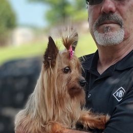 Bloodhound and Yorkshire Terrier All Grown Up from Buckingham Bloodhounds