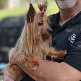 Bloodhound and Yorkshire Terrier All Grown Up from Buckingham Bloodhounds