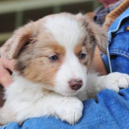 Calamity Jane - Miniature Australian Shepherd puppy in Oregon from Locust Grove Mini Aussies and American shepherds