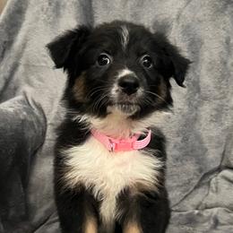 Tinker bell Girl-3 - Black tri-color female Australian Shepherd puppy in Mena, Arkansas from Fat-Bottom Farms