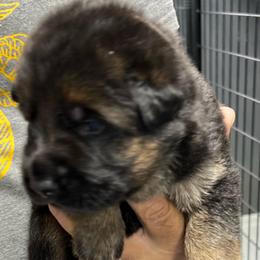 Boy3 -green collar - Black and tan male German Shepherd puppy in Sharon Grove, Kentucky from Julie’s Shepherds