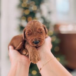 Provision - Red  male Goldendoodle puppy in Cookeville, Tennessee from Gravelle Family Farm