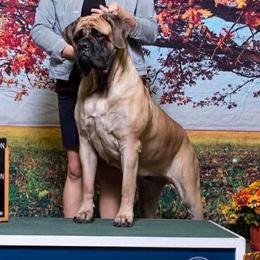 Katra - Mastiff