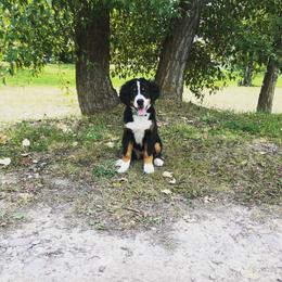 Bernese Mountain Dog Puppies from Sweet Pea Doodles
