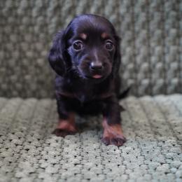 Twin A - Black and tan female Dachshund puppy in Quemado, New Mexico from TNT Dachshunds