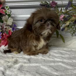AKC Belladonna - Liver and white female Shih Tzu puppy in Elgin, South Carolina from Silver Bells Paw Prints