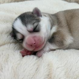 Bonnie - Silver female Pomsky puppy in Eastman, Georgia from Once Upon A Pomsky
